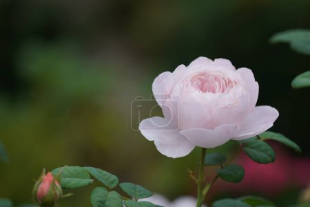 Téléchargez les photos : Belle rose rose dans le jardin - en image libre de droit