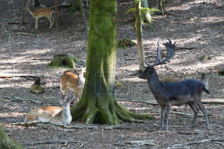 Téléchargez les photos : Cerfs dans la forêt automnale le jour - en image libre de droit