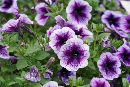 Photo for Colorful Petunia Flowers, Closeup Shot - Royalty Free Image
