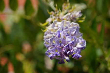 Foto de Foto natural de Las flores de la glicina americana - Imagen libre de derechos
