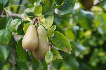The common pears growing in the garden