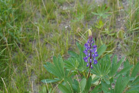 Téléchargez les photos : Fermer belle fleur de lupin violet dans la prairie - en image libre de droit