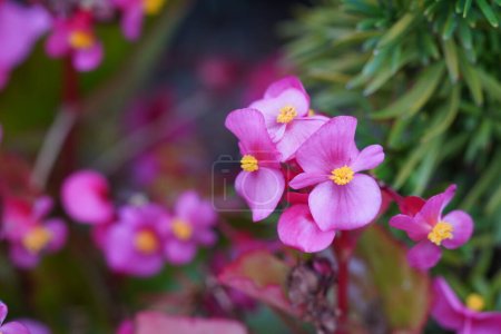 Téléchargez les photos : Vue rapprochée de Cire begonia ou Begonia cucullata belles fleurs - en image libre de droit