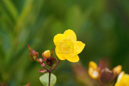 Foto de Hermosa flor amarilla en el jardín - Imagen libre de derechos