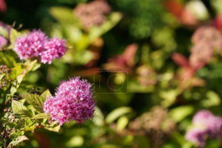 Photo for Close-up view of Japanese meadowsweet or Spiraea japonica - Royalty Free Image