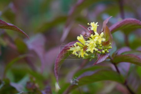 Photo for Yellow flowers on bush of honeysuckle shrub - Royalty Free Image