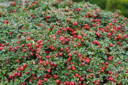 Foto de Vista de cerca de rockspray cotoneaster de bayas rojas maduras - Imagen libre de derechos