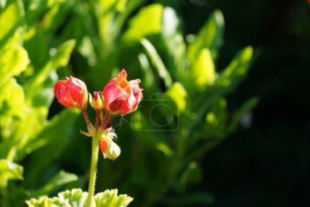 Téléchargez les photos : Macro shot de géranium zonal ou Pelargonium hortorum - en image libre de droit