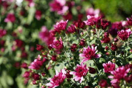 Téléchargez les photos : Vue rapprochée de la marguerite du fleuriste ou des fleurs de Chrysanthemum morifolium - en image libre de droit