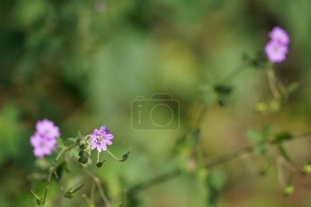 Foto de Flores púrpuras sobre fondo verde borroso - Imagen libre de derechos
