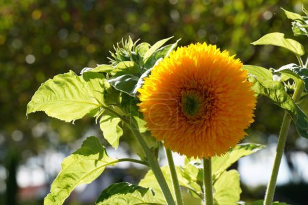 Photo for Giant Sungold hybrid sunflowers. Helianthus annuus. Sungold Teddy Bear sunflowers - Royalty Free Image