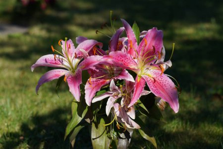 Téléchargez les photos : Lys rose ou fleurs d'Hemerocallis fulva en été - en image libre de droit