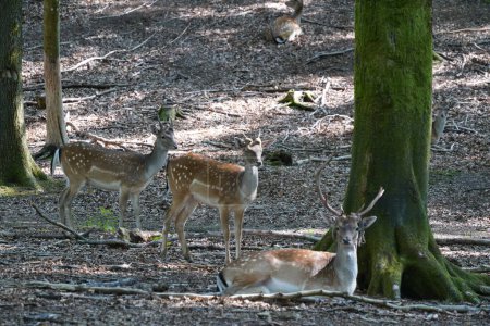 Téléchargez les photos : Cerfs dans la forêt automnale le jour - en image libre de droit