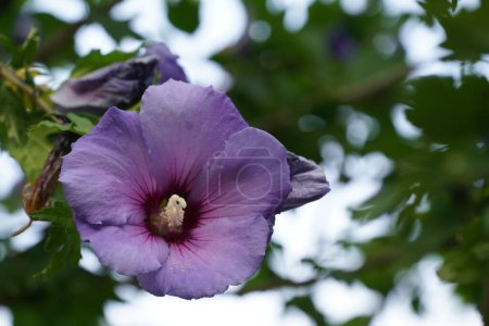 Téléchargez les photos : Anémone des feuilles de raisin ou Eriocapitella vitifolia - en image libre de droit