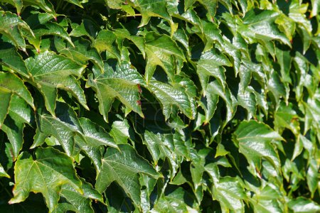 Téléchargez les photos : Feuilles vert vif dans la lumière du soleil. motif floral - en image libre de droit