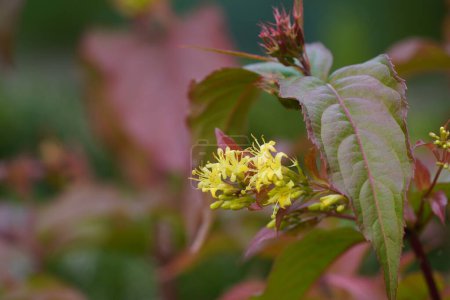 Photo for Yellow flowers on bush of honeysuckle shrub - Royalty Free Image