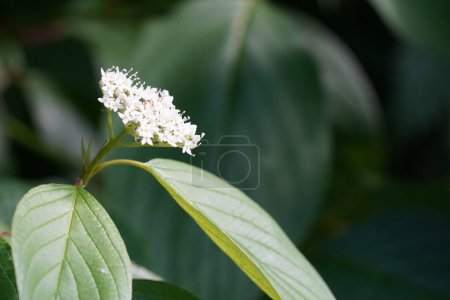 Photo for White flowers of a bush with a green leaves - Royalty Free Image
