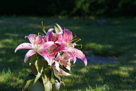 Photo for Pink daylily or Hemerocallis fulva flowers in summer time - Royalty Free Image