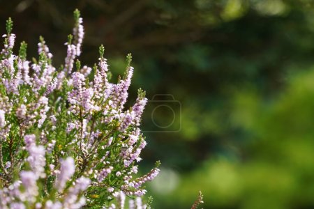 Foto de Primer plano de un arbusto de un brezo púrpura en un jardín - Imagen libre de derechos