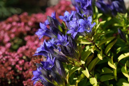 Foto de Hermosa vista sobre las flores de genciana sin tallo o Gentiana acaulis - Imagen libre de derechos