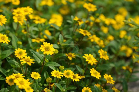 Téléchargez les photos : Fleurs jaunes de zinnia rampantes mexicaines. Sanvitalia procumbens - en image libre de droit