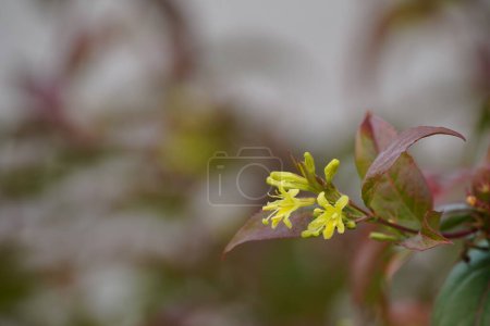 Foto de Flores amarillas en arbusto de arbusto madreselva - Imagen libre de derechos