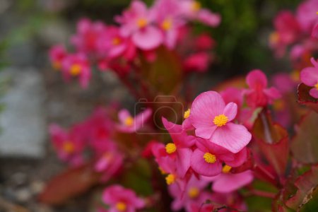 Téléchargez les photos : Vue rapprochée de Cire begonia ou Begonia cucullata belles fleurs - en image libre de droit