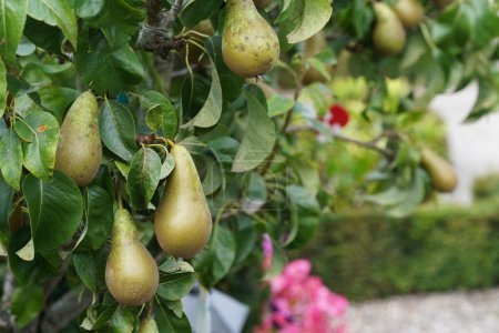 Téléchargez les photos : Les poires communes poussant dans le jardin - en image libre de droit