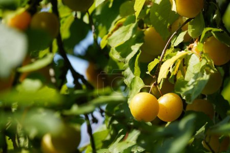 Photo for Close up of ripe yellow plums hanging on tree - Royalty Free Image