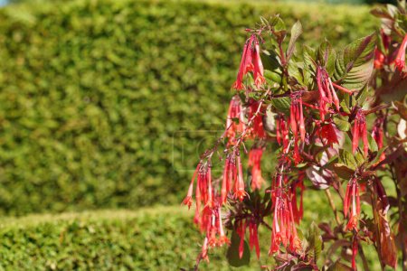 Photo for The hardy fuchsia also known as Hummingbird - Royalty Free Image