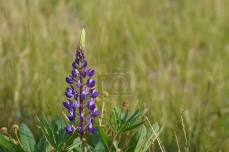 Téléchargez les photos : Fermer belle fleur de lupin violet dans la prairie - en image libre de droit