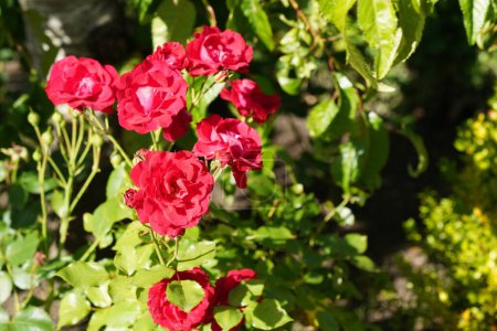 Téléchargez les photos : Roses dans le jardin, le buisson de belles fleurs. - en image libre de droit