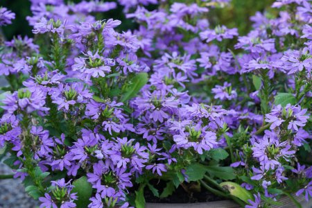 Photo for Close-yp view of Purple Fairy fan-flowers or Scaevola aemula - Royalty Free Image