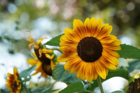 Téléchargez les photos : Beaux tournesols dans le jardin - en image libre de droit