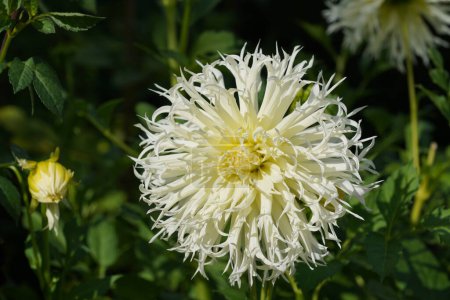 Téléchargez les photos : Belle fleur blanche poussant dans un jardin vert - en image libre de droit