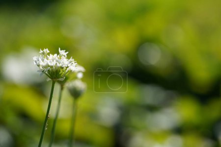 Foto de Vista de cerca de flores blancas sobre fondo borroso - Imagen libre de derechos