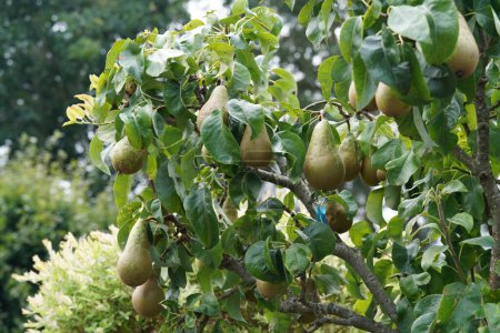 Photo for The common pears growing in the garden - Royalty Free Image