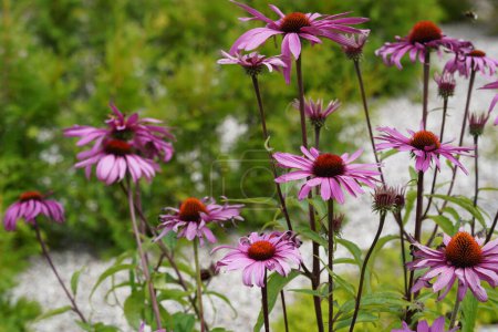 Téléchargez les photos : Échinacées pourpres ou Echinacea purpurea - en image libre de droit