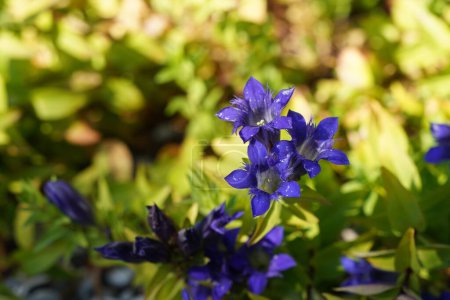 Photo for Beautiful view on Stemless gentian or Gentiana acaulis flowers - Royalty Free Image