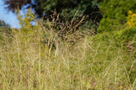 Téléchargez les photos : Herbe à plumes ou Stipa krylovii, vue rapprochée - en image libre de droit