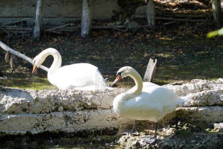 Foto de Hermosos cisnes blancos en un parque - Imagen libre de derechos