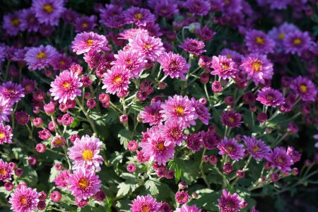 Beautiful view on China aster or Callistephus chinensis flowers