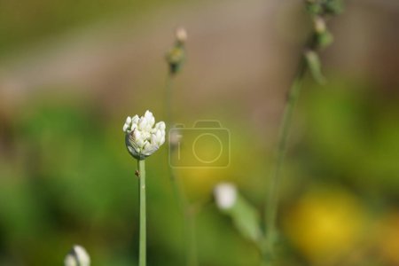 Photo for Close up view of white flowers on blurred background - Royalty Free Image