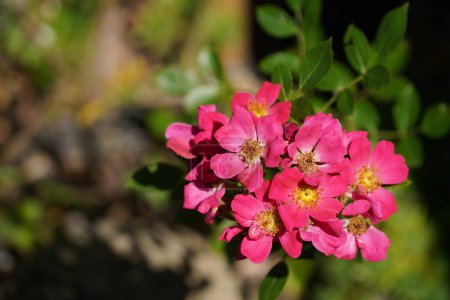 Photo for Macro shot of Alpine rose or Rosa pendulina - Royalty Free Image
