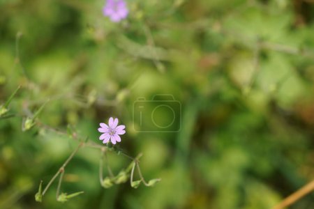 Téléchargez les photos : Fleurs violettes sur fond vert flou - en image libre de droit