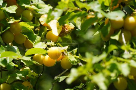 Téléchargez les photos : Gros plan de prunes jaunes mûres accrochées à un arbre - en image libre de droit
