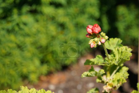 Photo for Macro shot of Zonal geranium or Pelargonium hortorum - Royalty Free Image