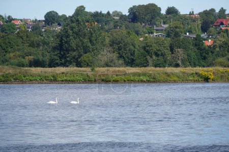 Foto de Cisnes mudos en el lago durante el verano - Imagen libre de derechos