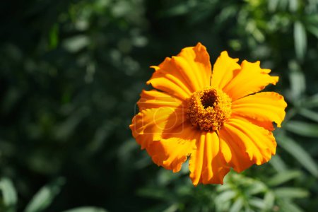 Téléchargez les photos : Belle fleur jaune dans le jardin - en image libre de droit