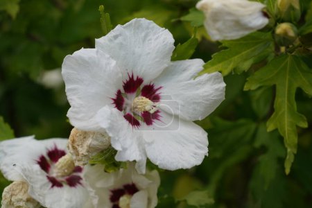 Téléchargez les photos : Hibiscus rosa sinensis blanc, mauve des roses, plants de chausson - en image libre de droit